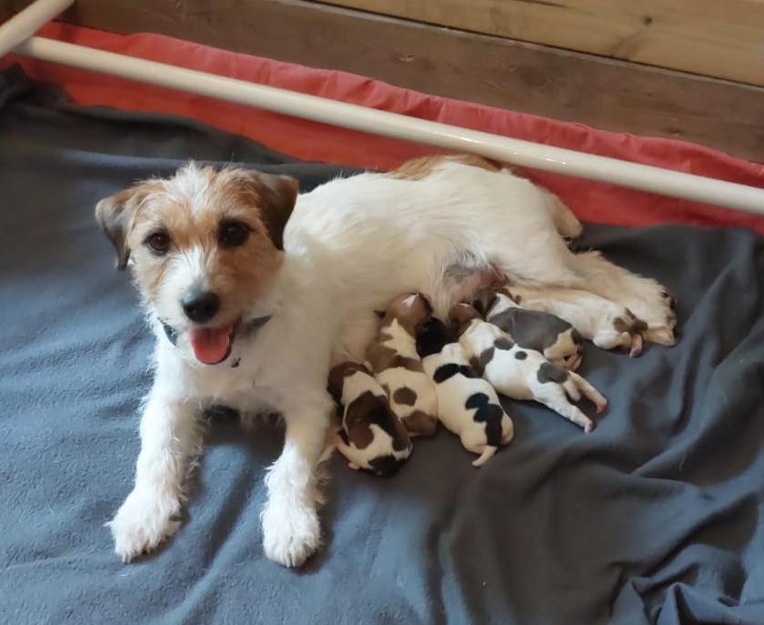 Chiot Jack Russell Terrier Des Hermines De La Helle