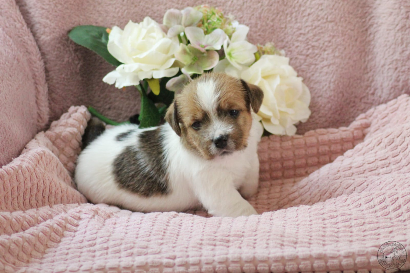 Des Hermines De La Helle - Chiots disponibles - Jack Russell Terrier