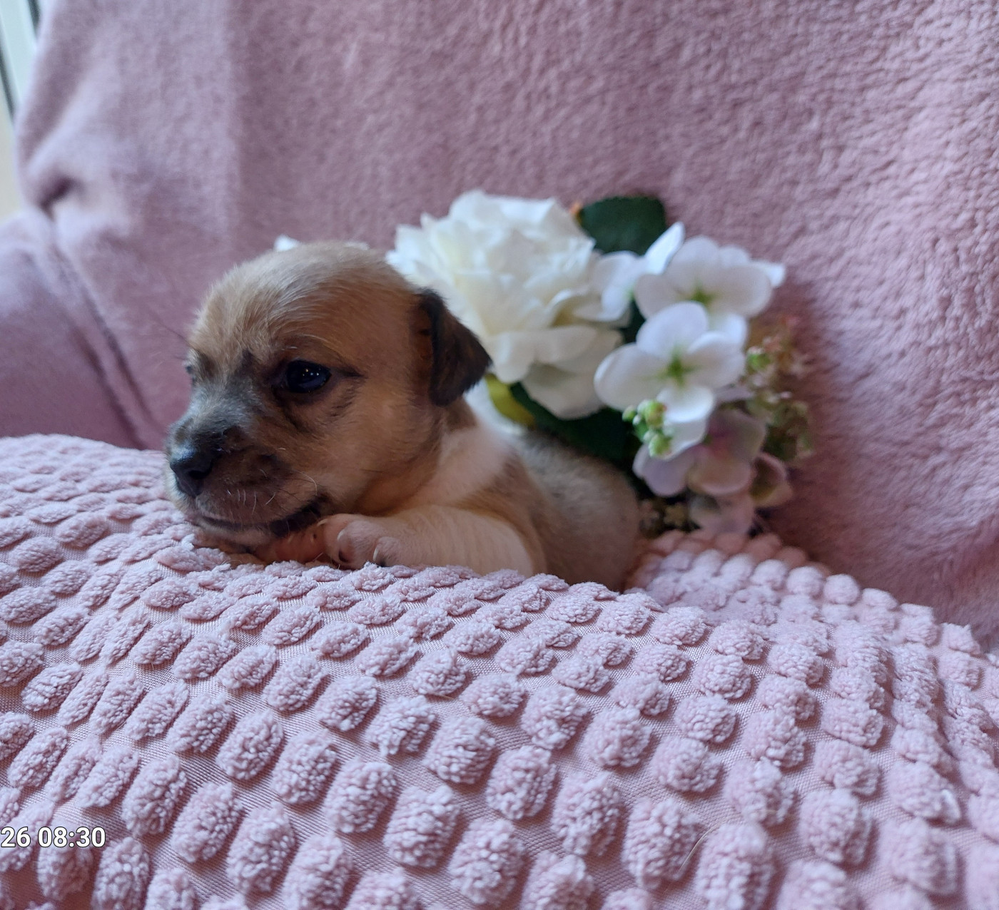 Des Hermines De La Helle - Chiots disponibles - Jack Russell Terrier