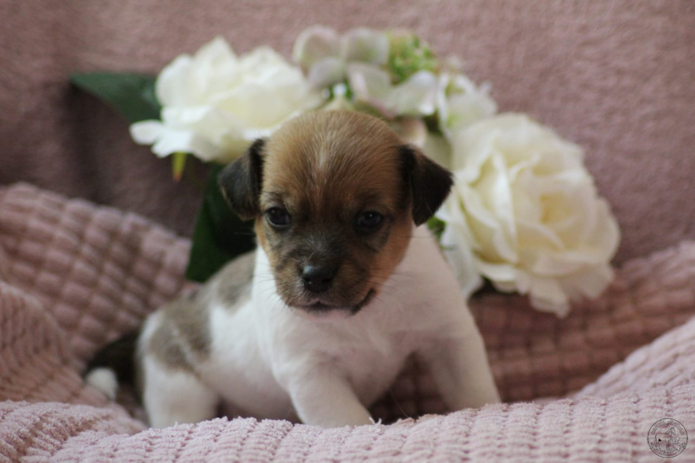 Des Hermines De La Helle - Chiots disponibles - Jack Russell Terrier