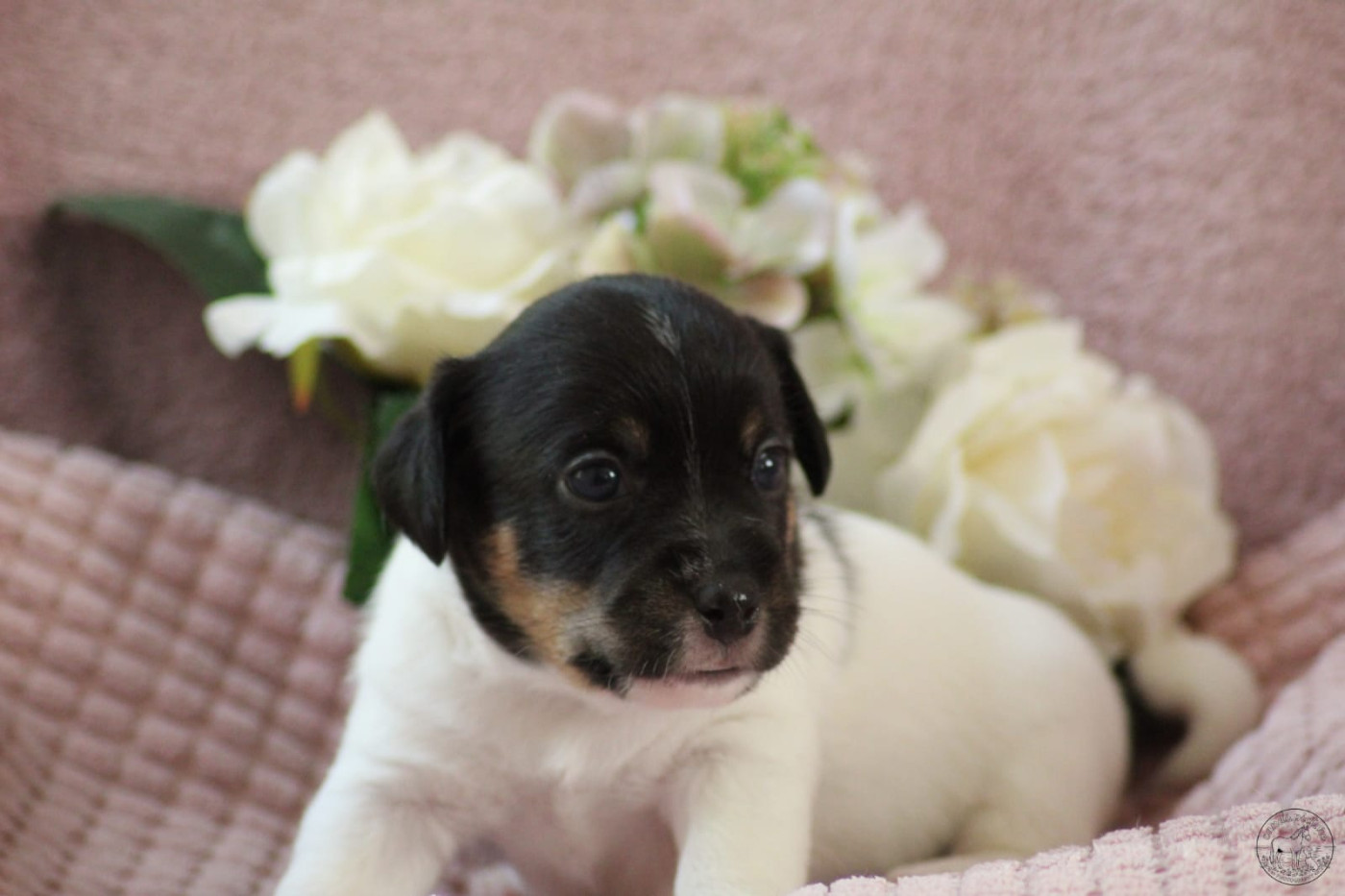 Des Hermines De La Helle - Chiots disponibles - Jack Russell Terrier
