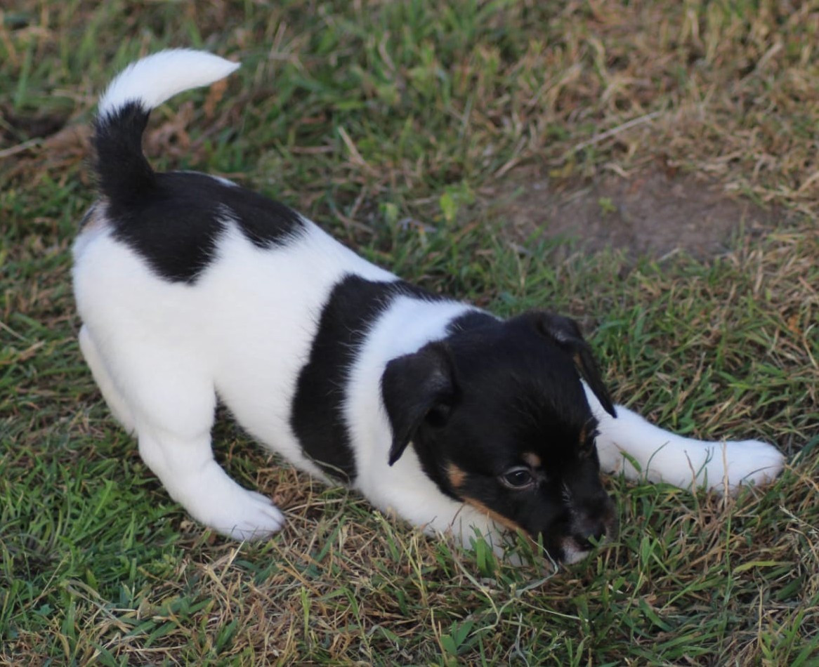 Des Hermines De La Helle - Chiots disponibles - Jack Russell Terrier