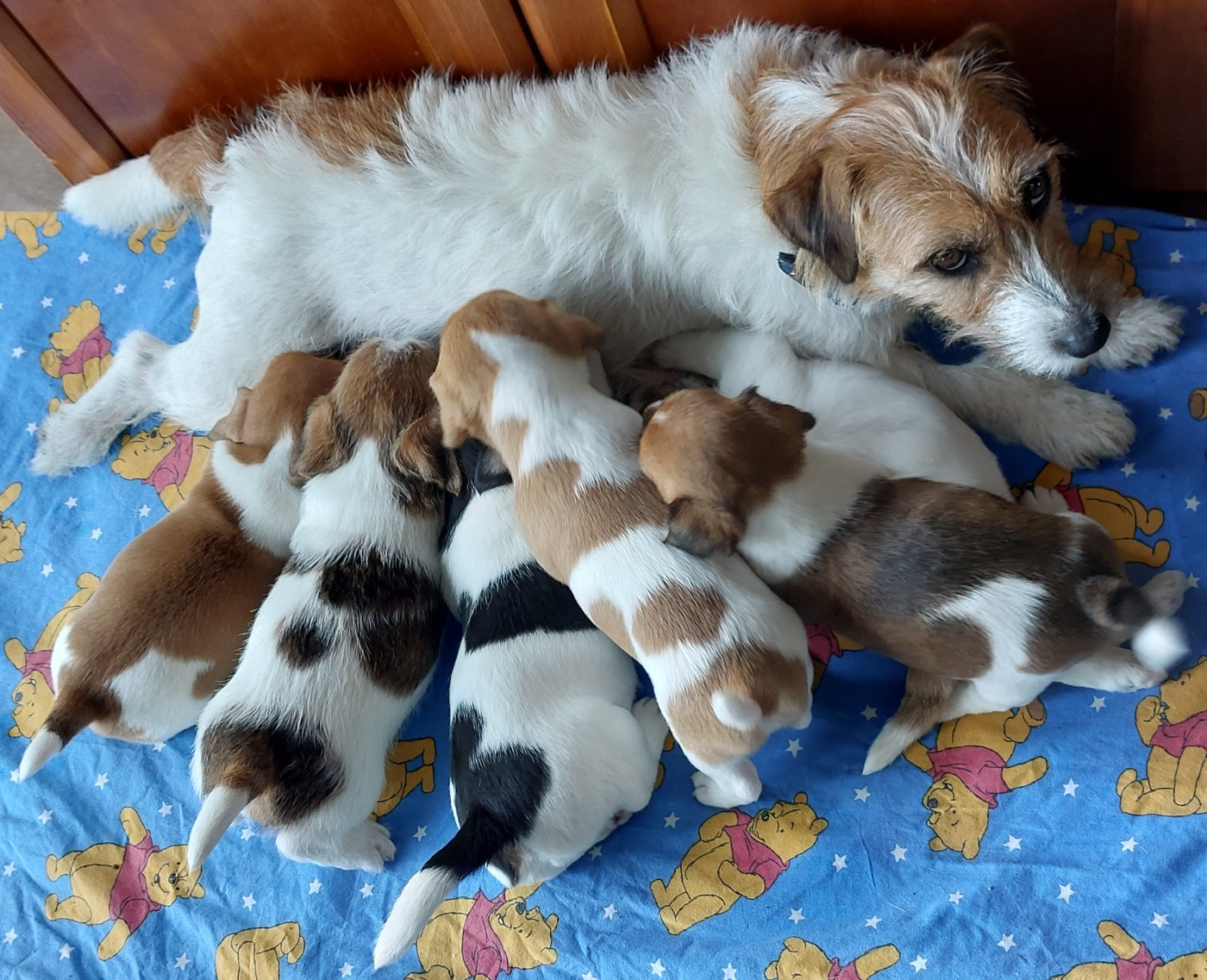 Chiot Jack Russell Terrier Des Hermines De La Helle